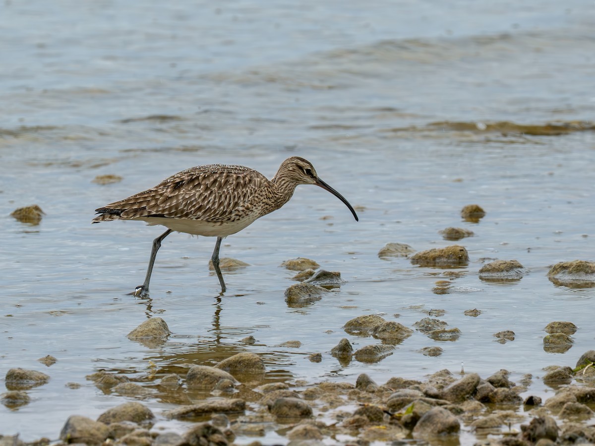 Eurasian Whimbrel - ML633778660