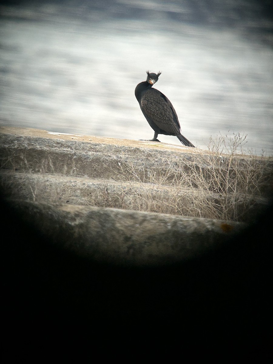 Double-crested Cormorant - ML633778963