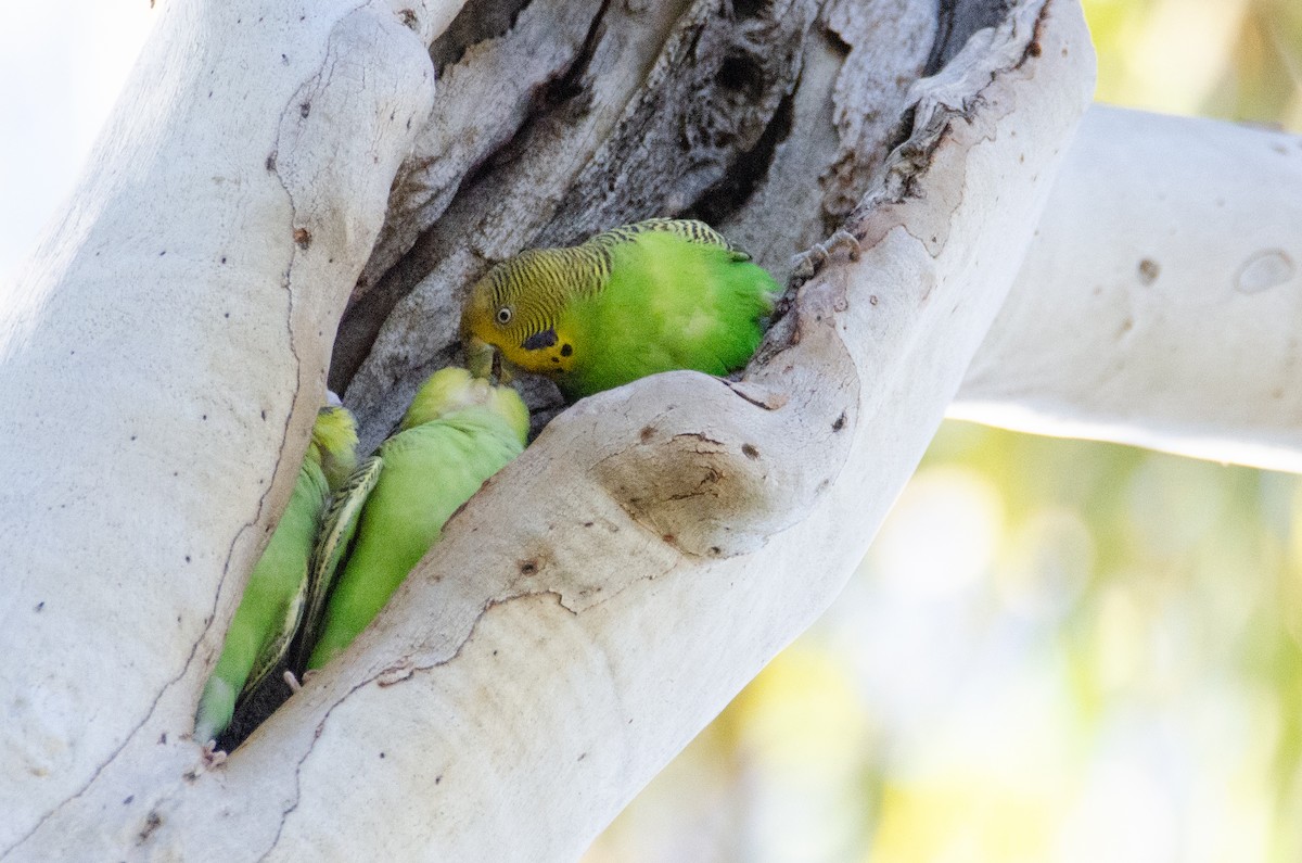 Budgerigar - Jan Lile