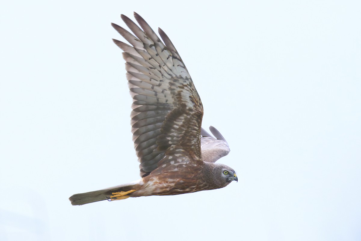 Pied Harrier - ML633779062