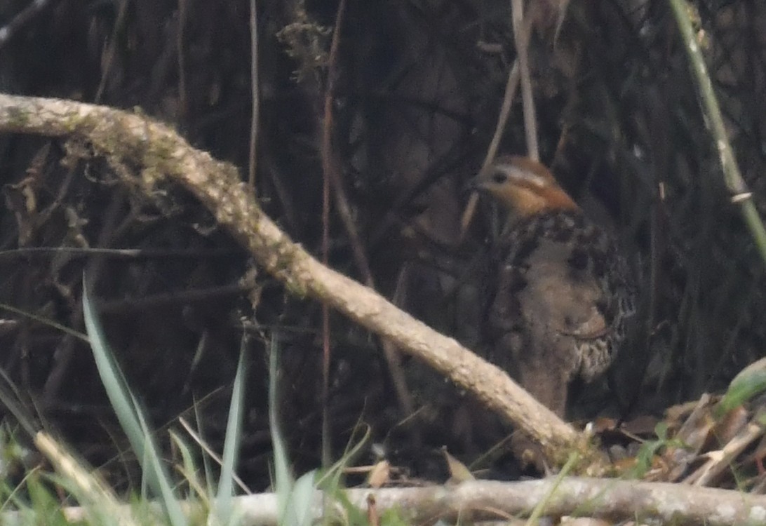 Mountain Bamboo-Partridge - ML633779076