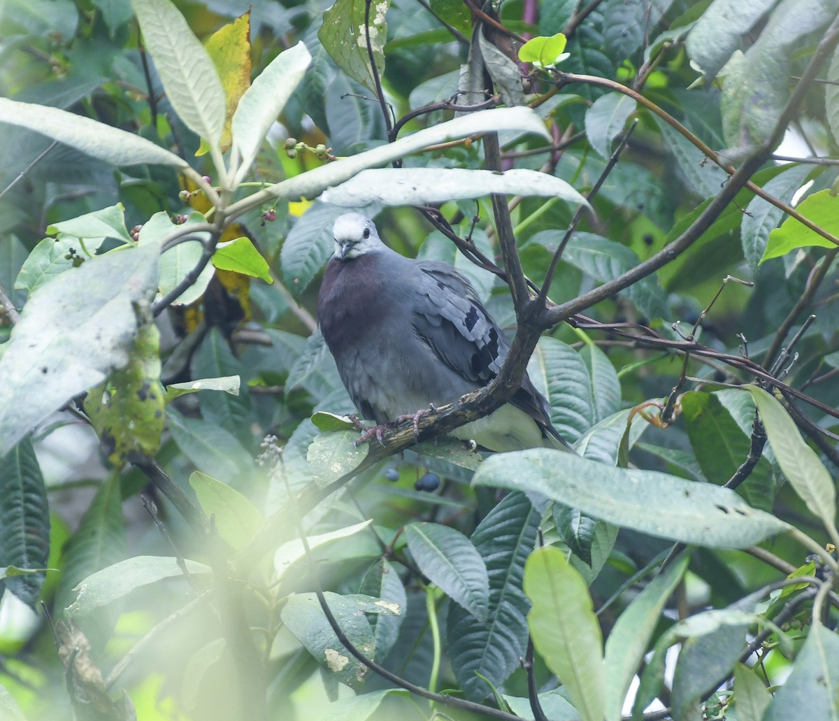 Colombe mondétour - ML633779090