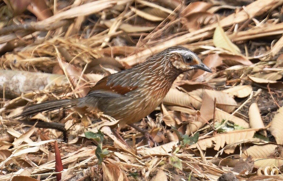 Striped Laughingthrush - ML633779104