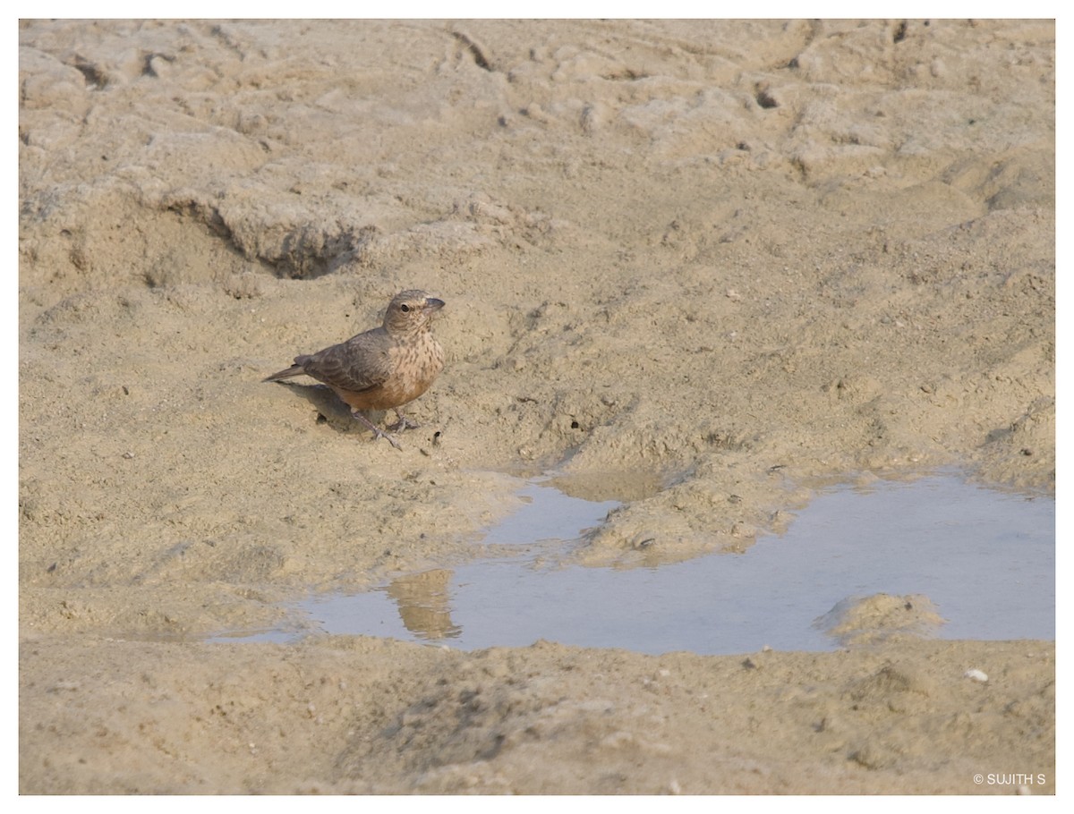 Rufous-tailed Lark - ML633779152