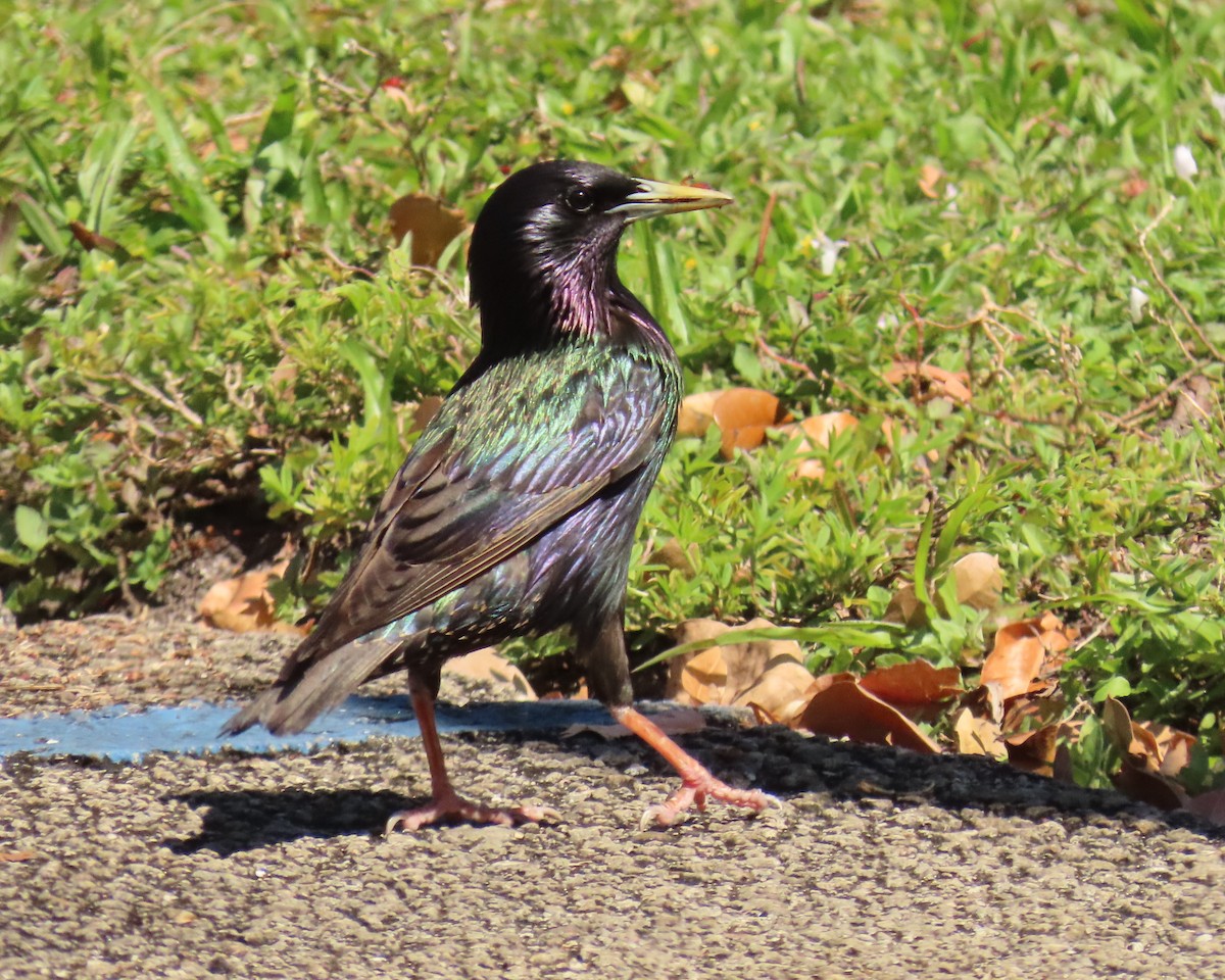 European Starling - ML633779172