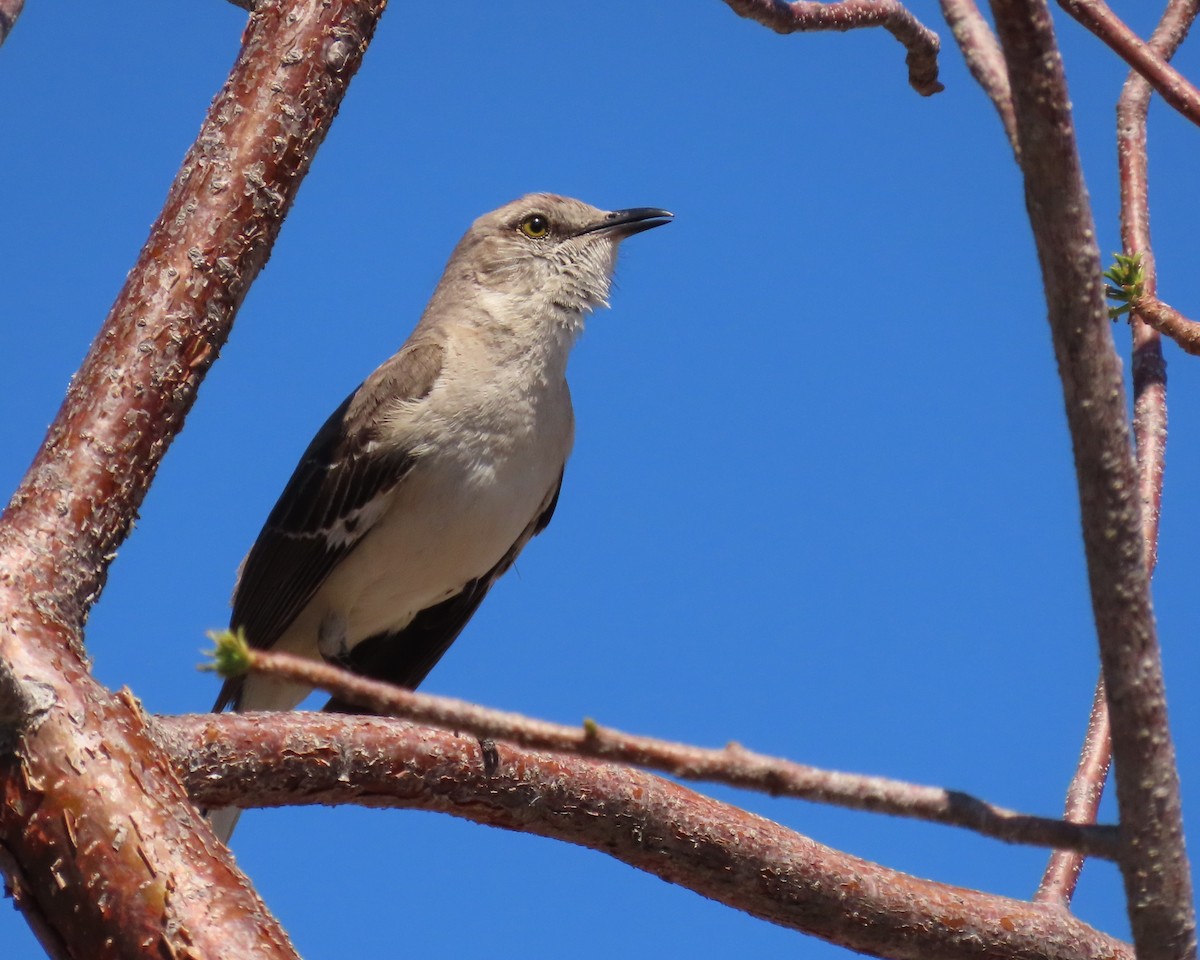 Northern Mockingbird - ML633779175