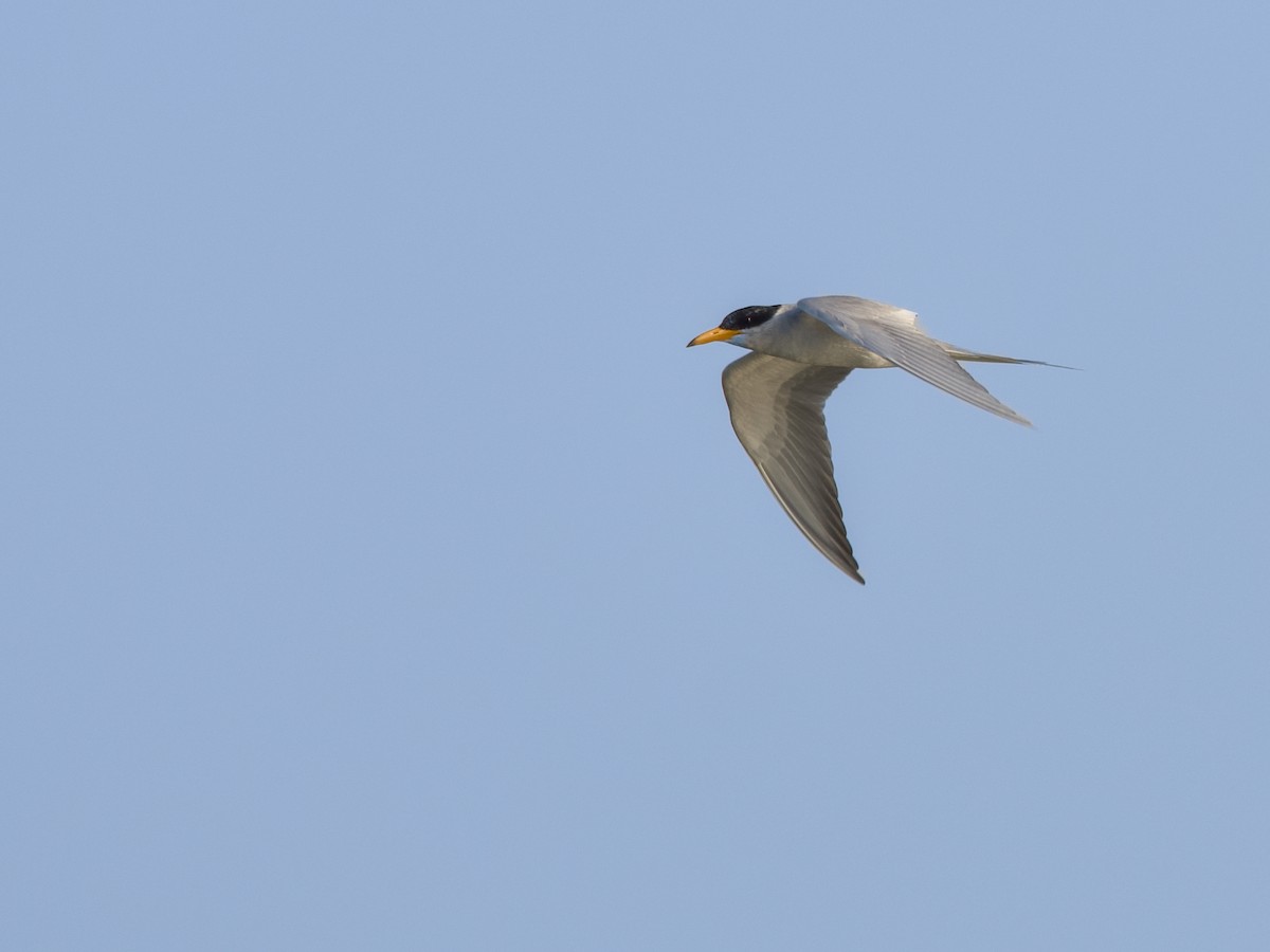 River Tern - ML633779214
