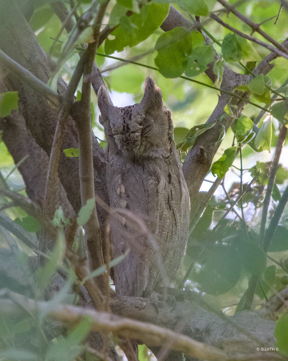 Pallid Scops-Owl - ML633779238