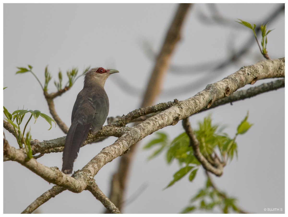 Green-billed Malkoha - ML633779309