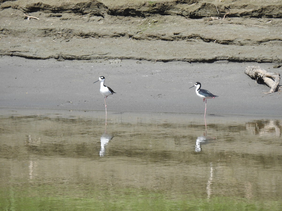 Black-necked Stilt - ML633779317