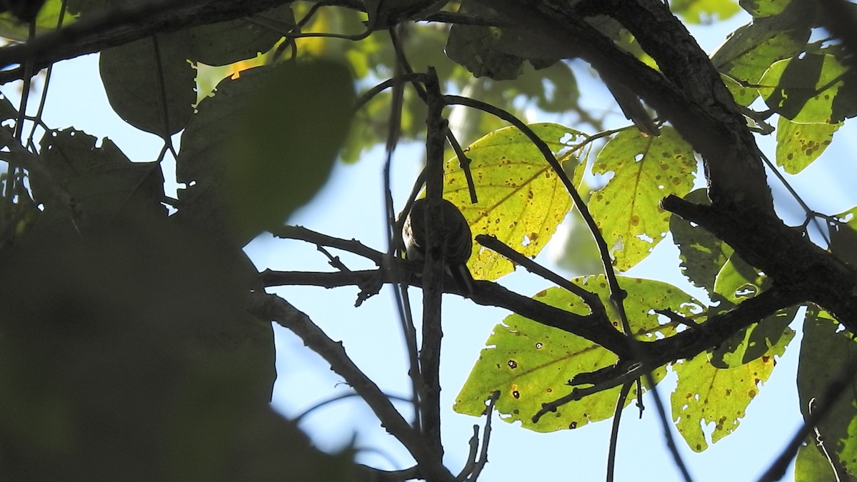 Grayish Piculet - ML633779369