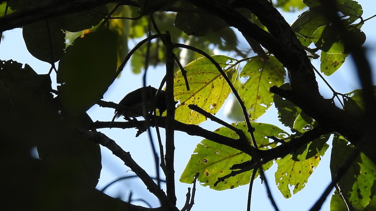 Grayish Piculet - ML633779370