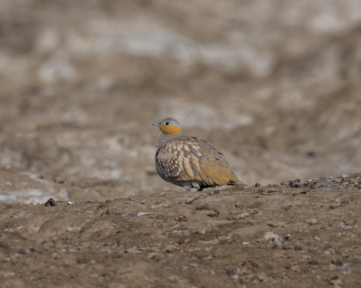 Spotted Sandgrouse - ML633779501
