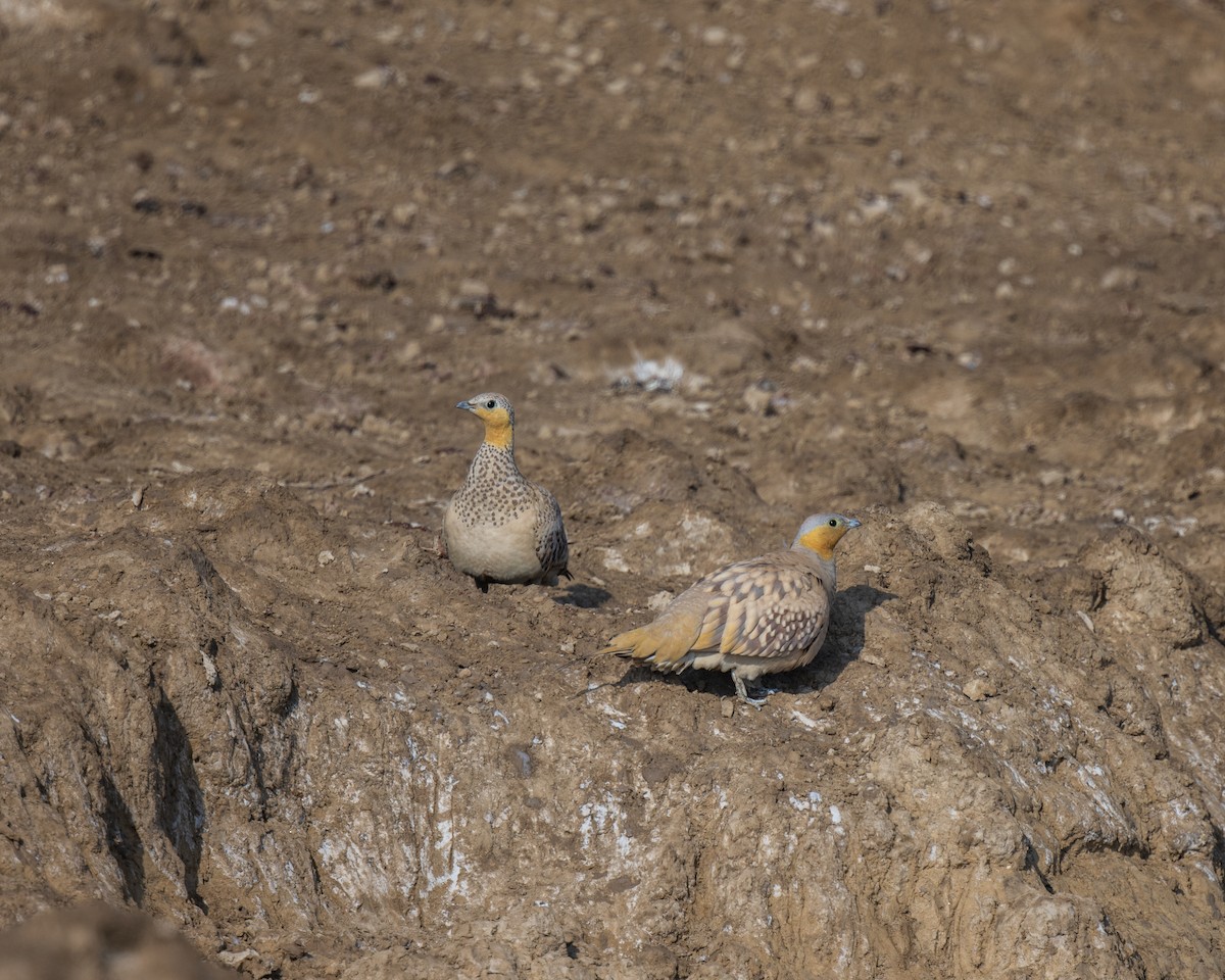 Spotted Sandgrouse - ML633779502