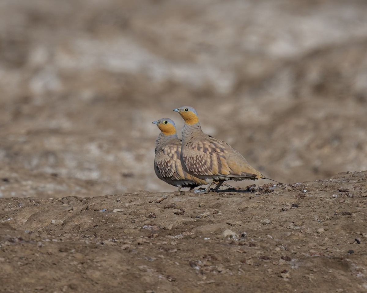 Spotted Sandgrouse - ML633779503