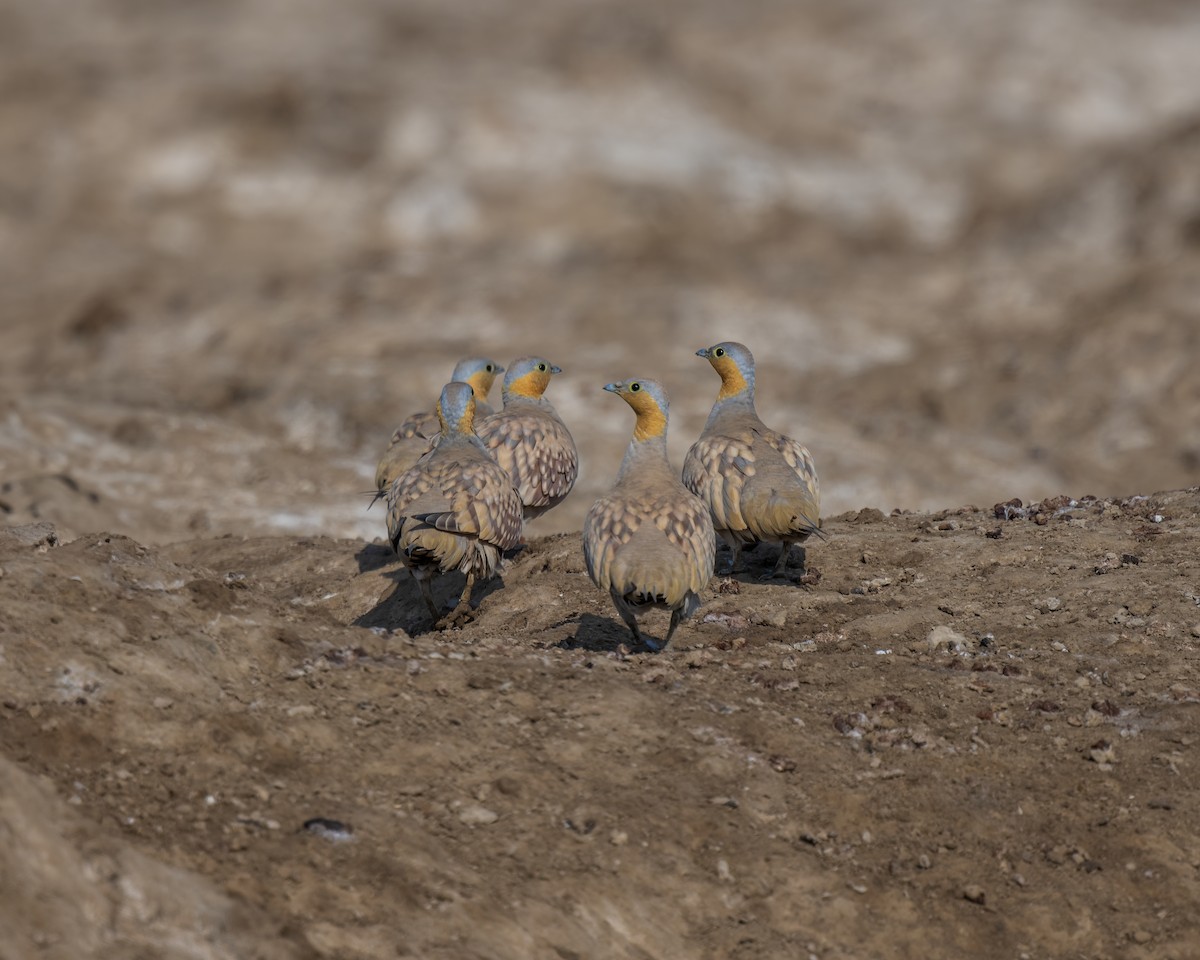Spotted Sandgrouse - ML633779504