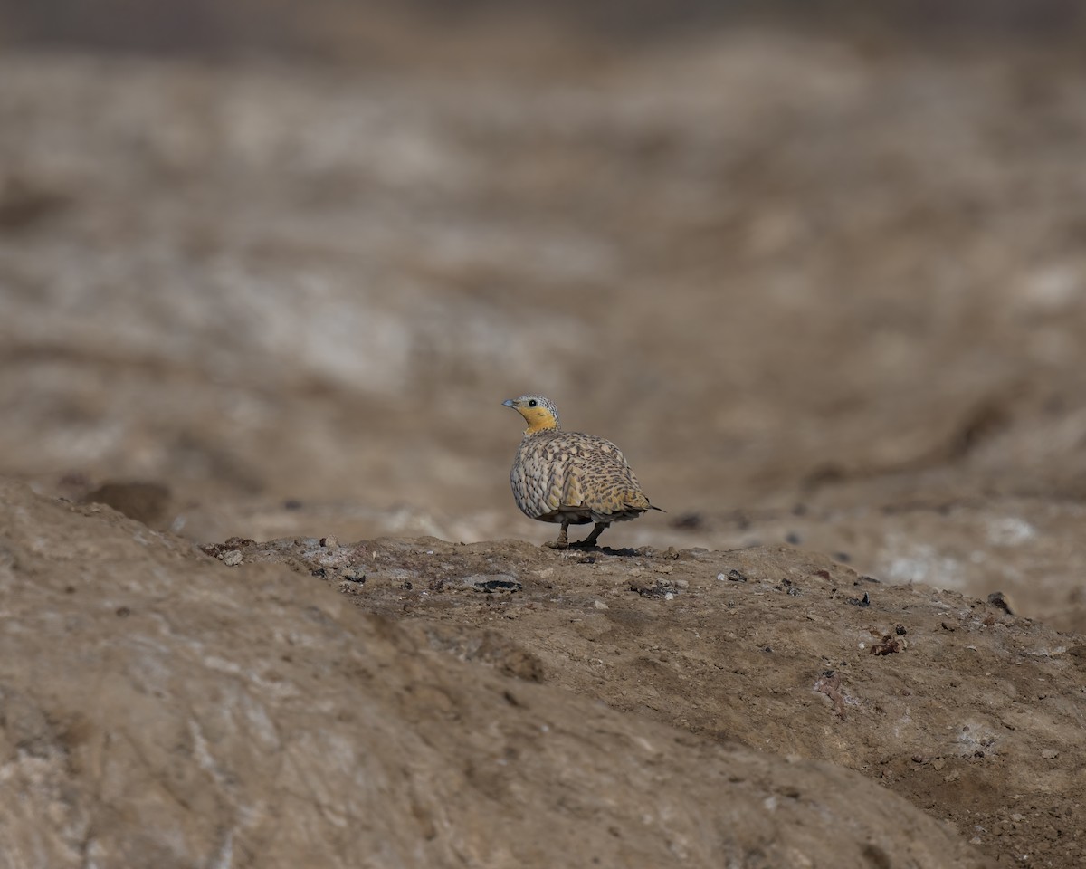 Spotted Sandgrouse - ML633779505