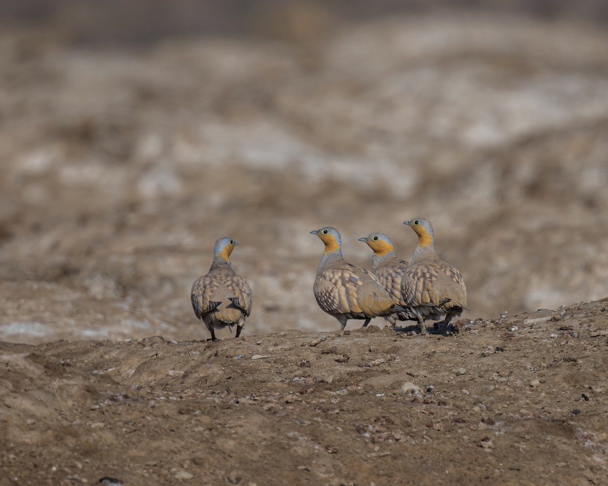 Spotted Sandgrouse - ML633779506
