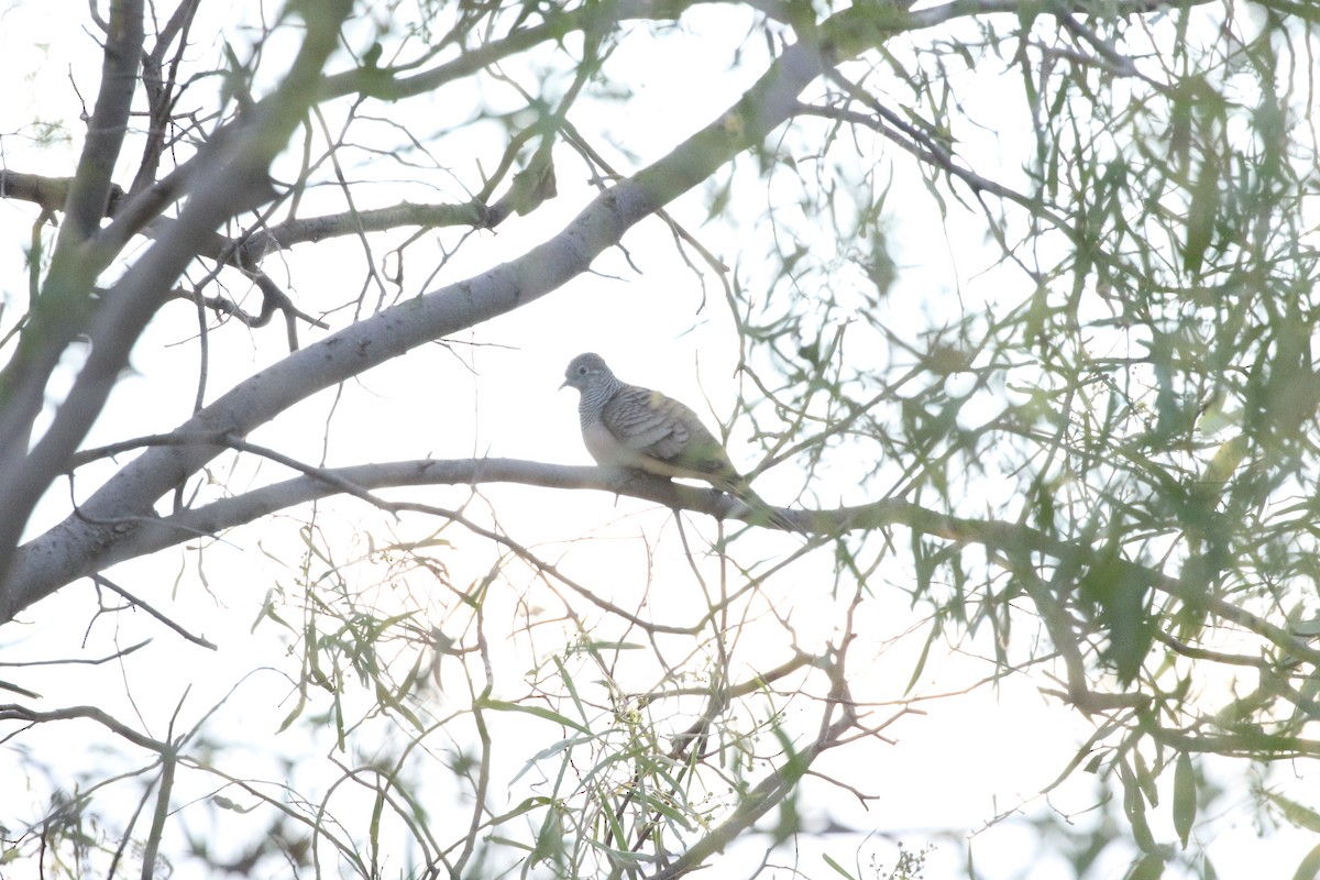 Peaceful Dove - ML633779518
