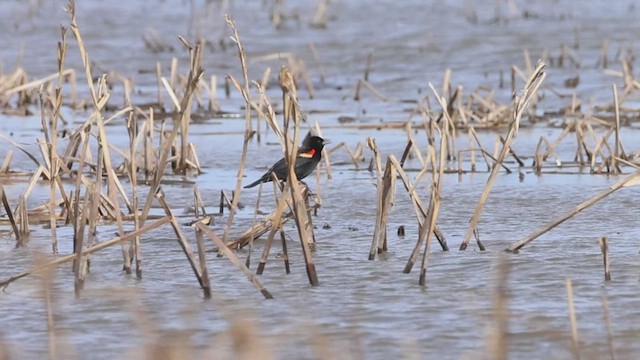 Red-winged Blackbird - ML633779647