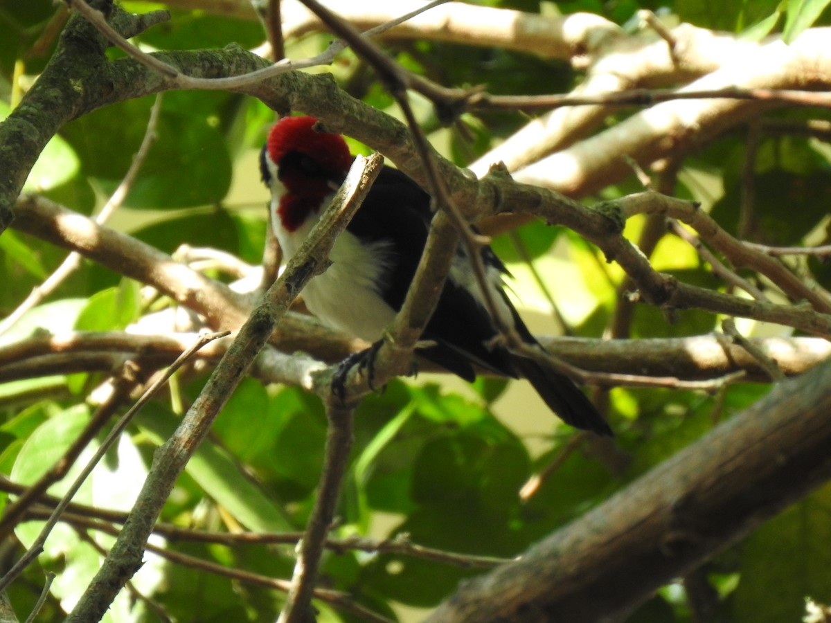 Masked Cardinal - ML633779654