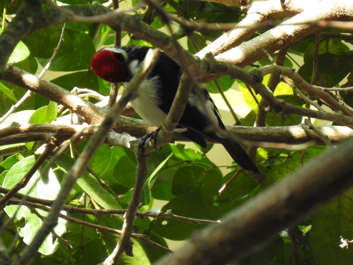 Masked Cardinal - ML633779655