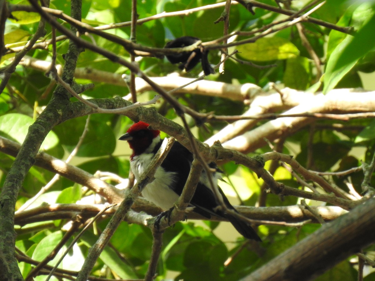 Masked Cardinal - ML633779656