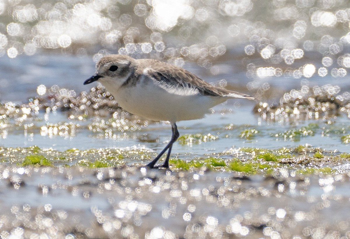 Tibetan Sand-Plover - ML633779741