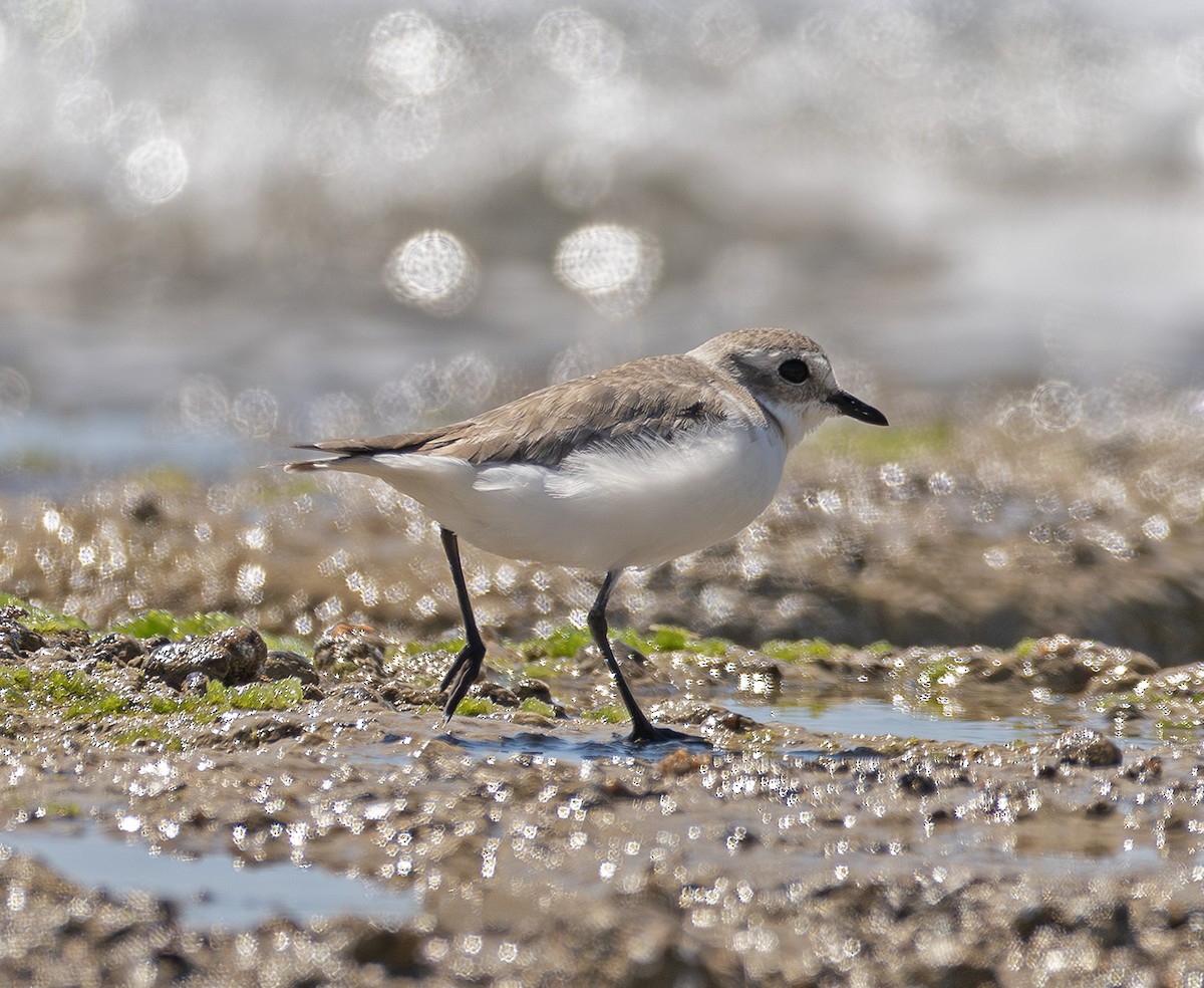 Tibetan Sand-Plover - ML633779742