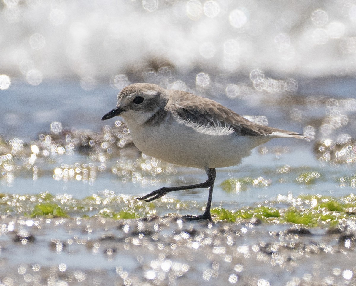 Tibetan Sand-Plover - ML633779743