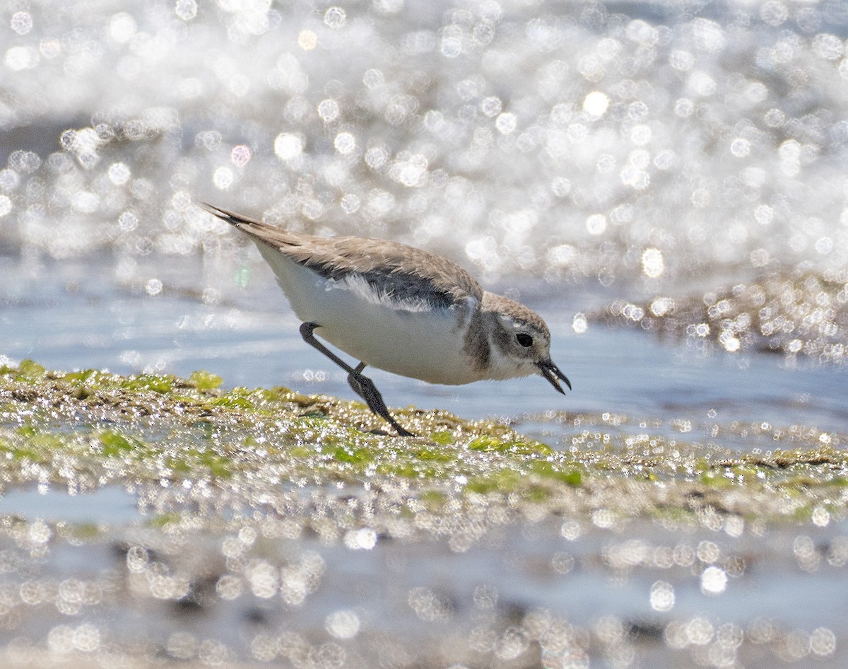 Tibetan Sand-Plover - ML633779744