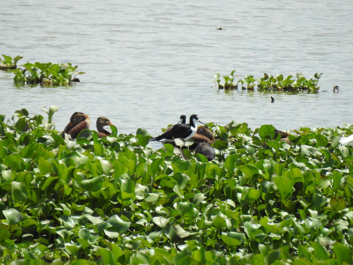 Black-necked Stilt - ML633779821