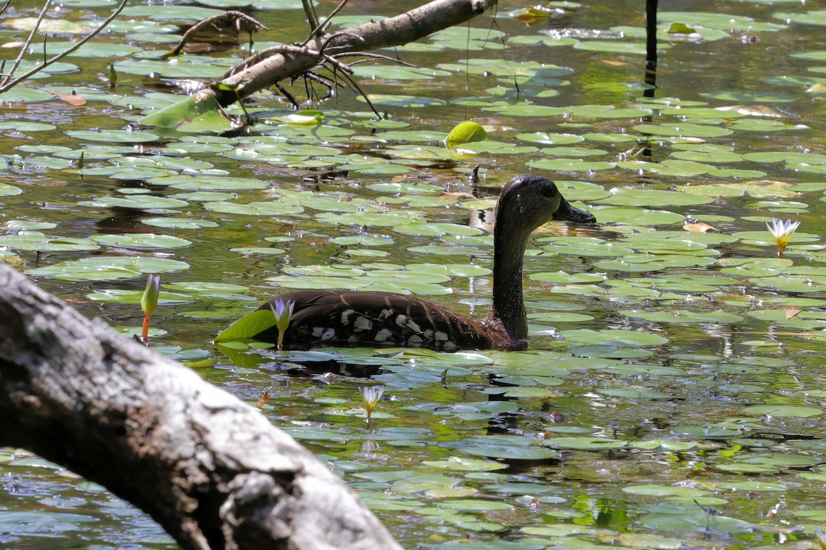 Spotted Whistling-Duck - ML633779856