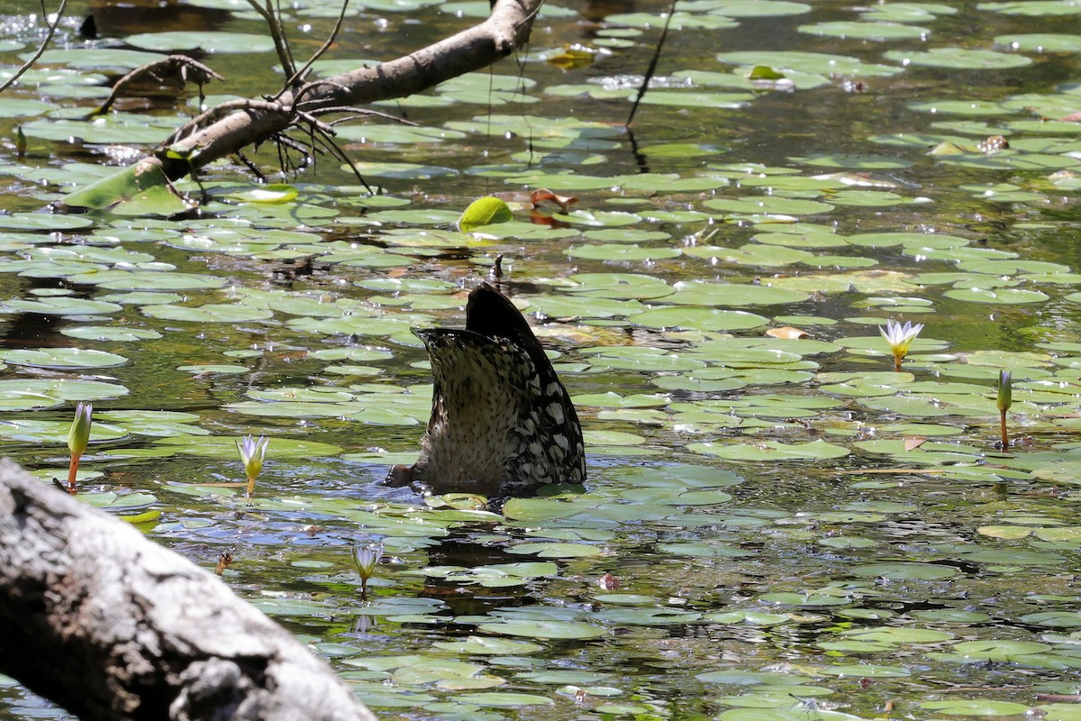 Spotted Whistling-Duck - ML633779865