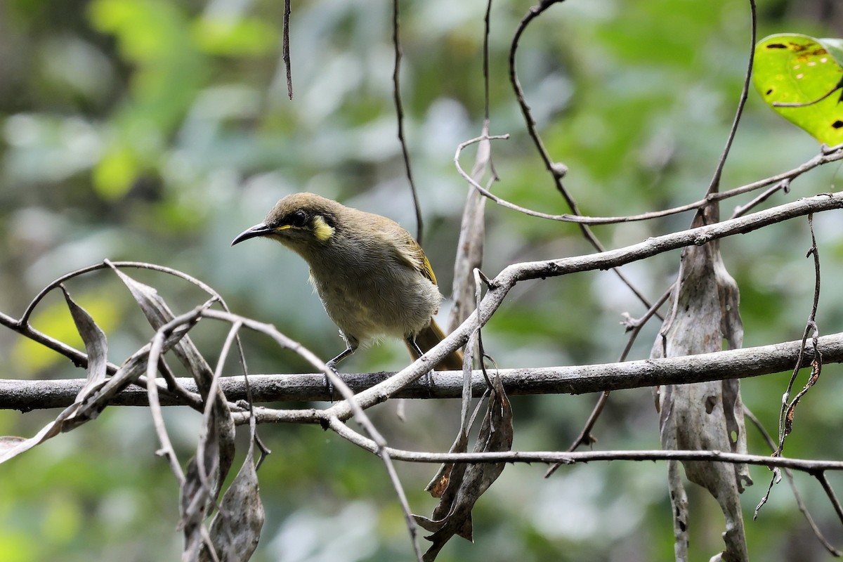 Cryptic Honeyeater - ML633779893
