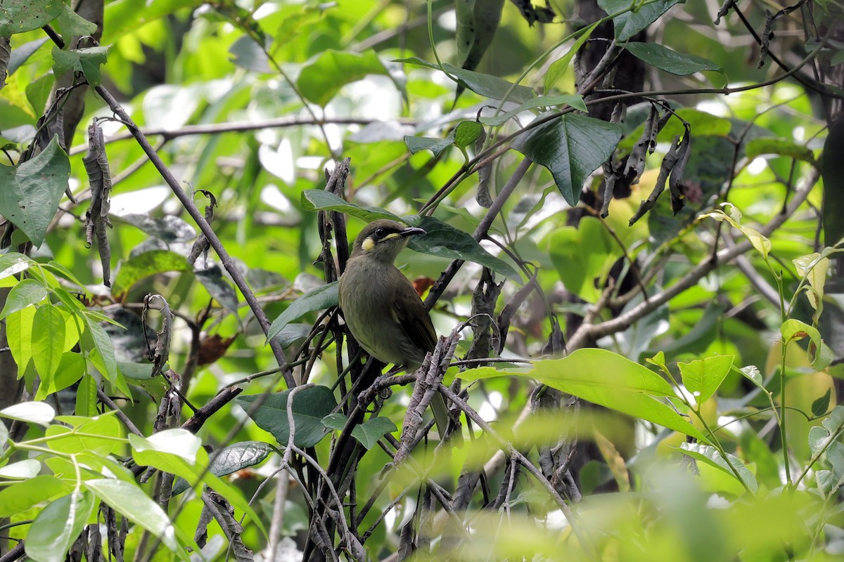 Cryptic Honeyeater - ML633779904