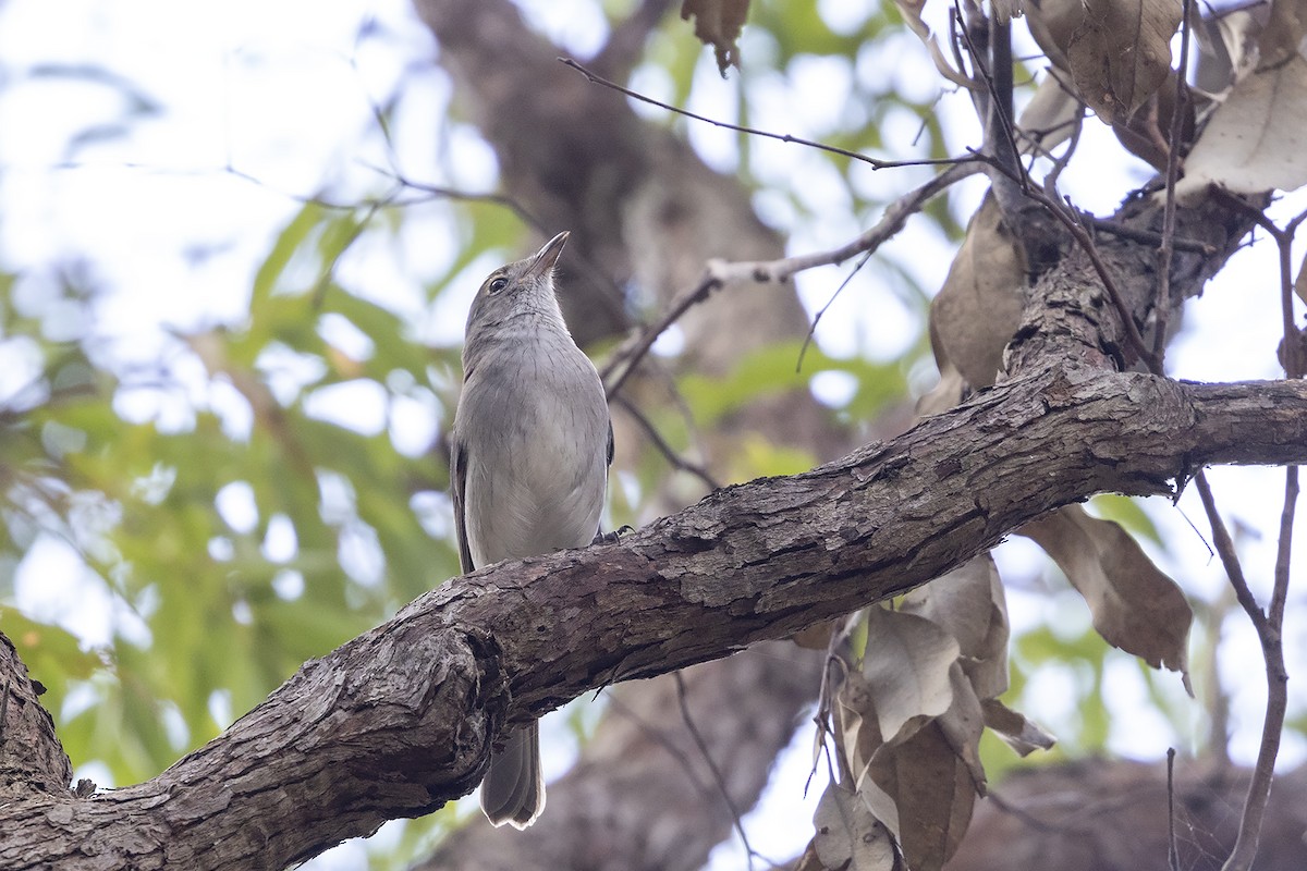 Gray Shrikethrush - ML633779983