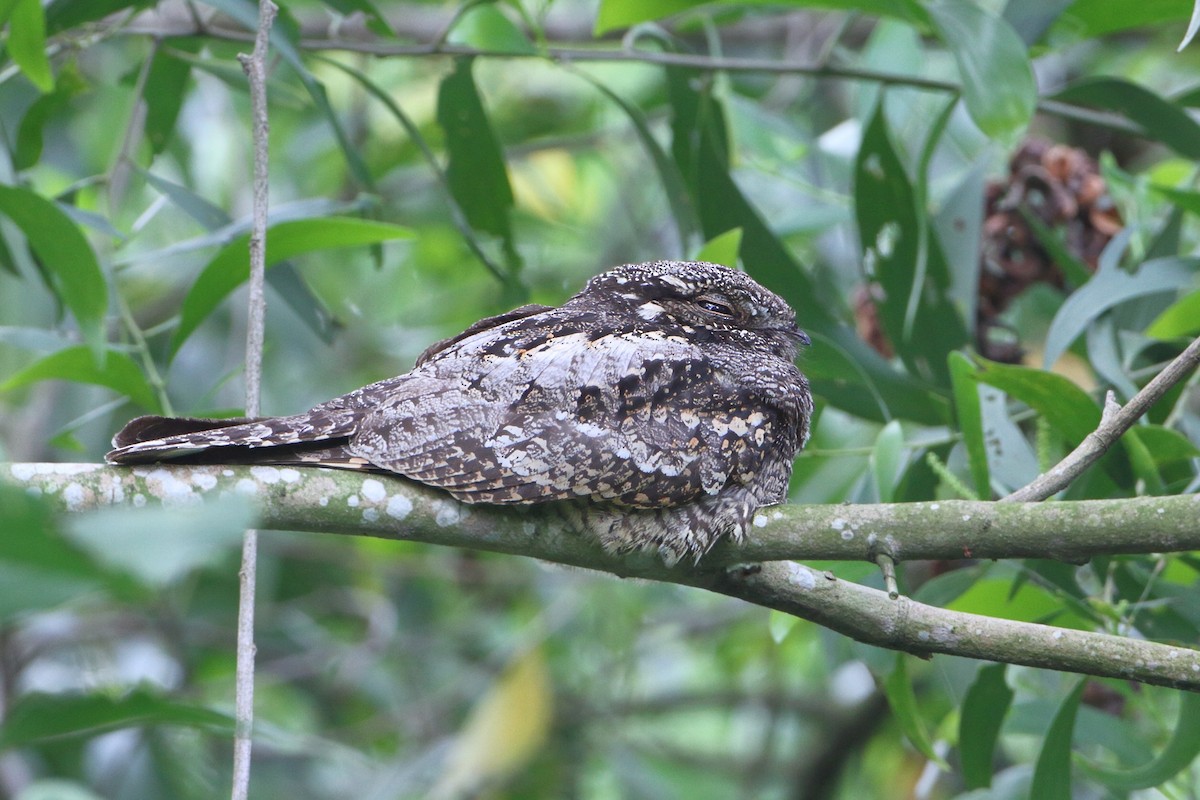 Gray Nightjar - ML633780111