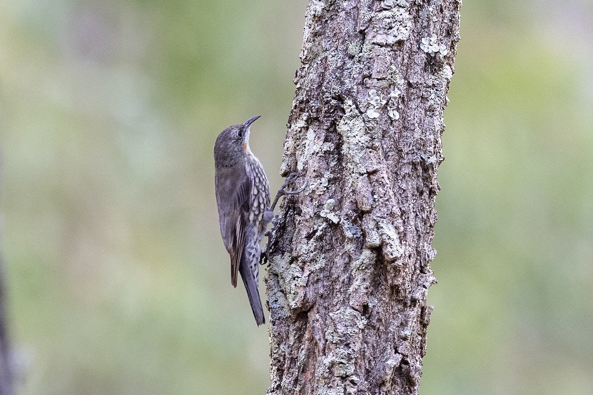 White-throated Treecreeper (White-throated) - ML633780114