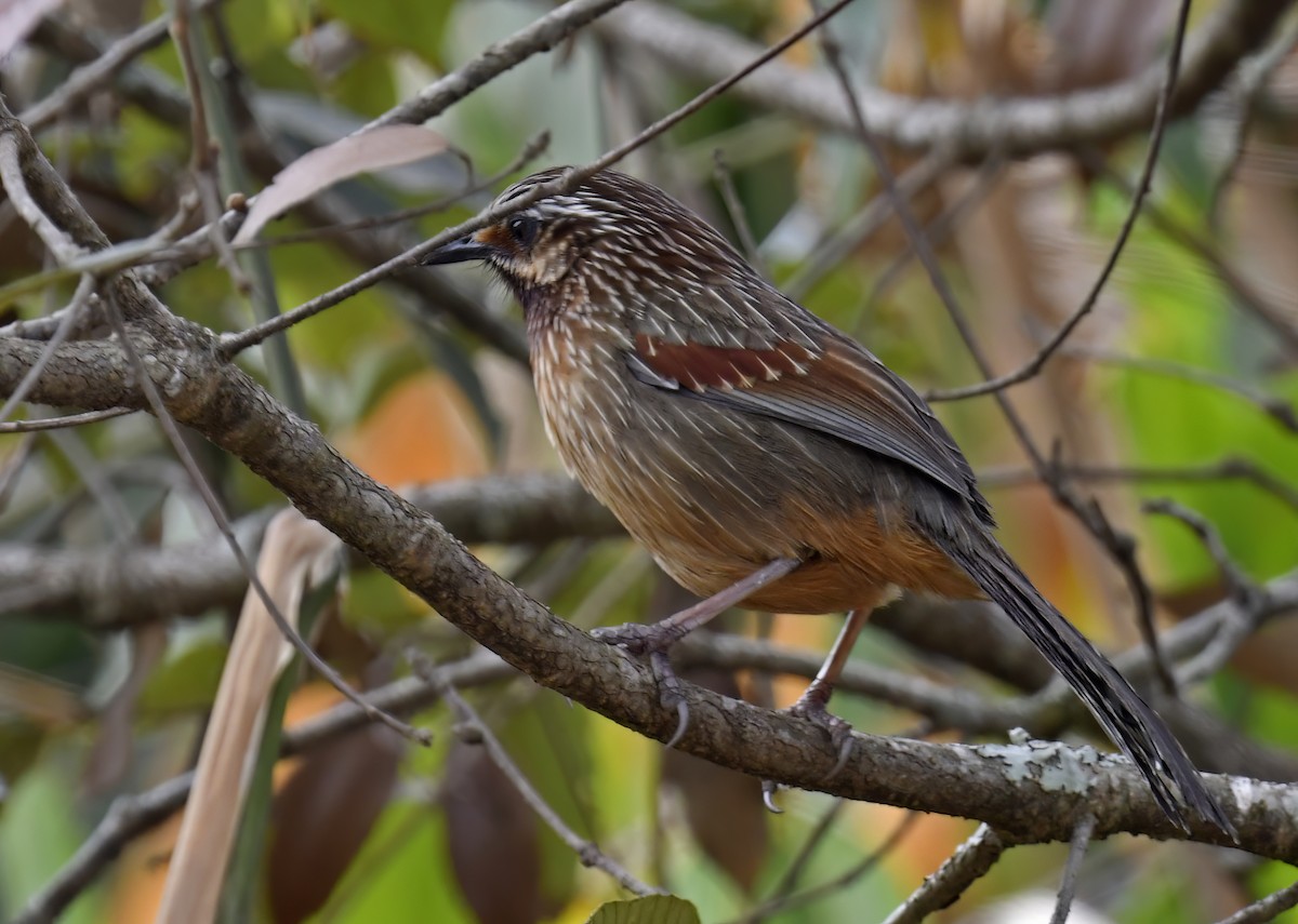 Striped Laughingthrush - ML633780159
