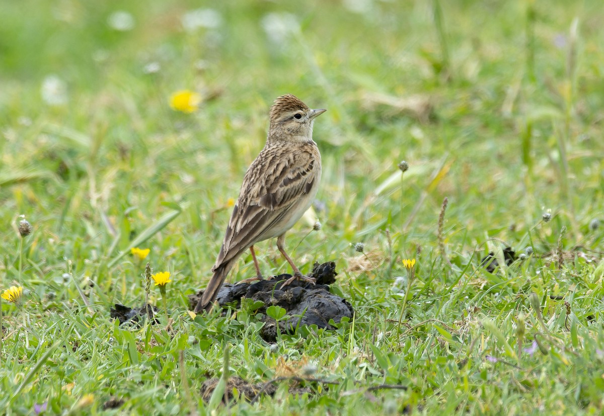 Greater Short-toed Lark - ML633780338