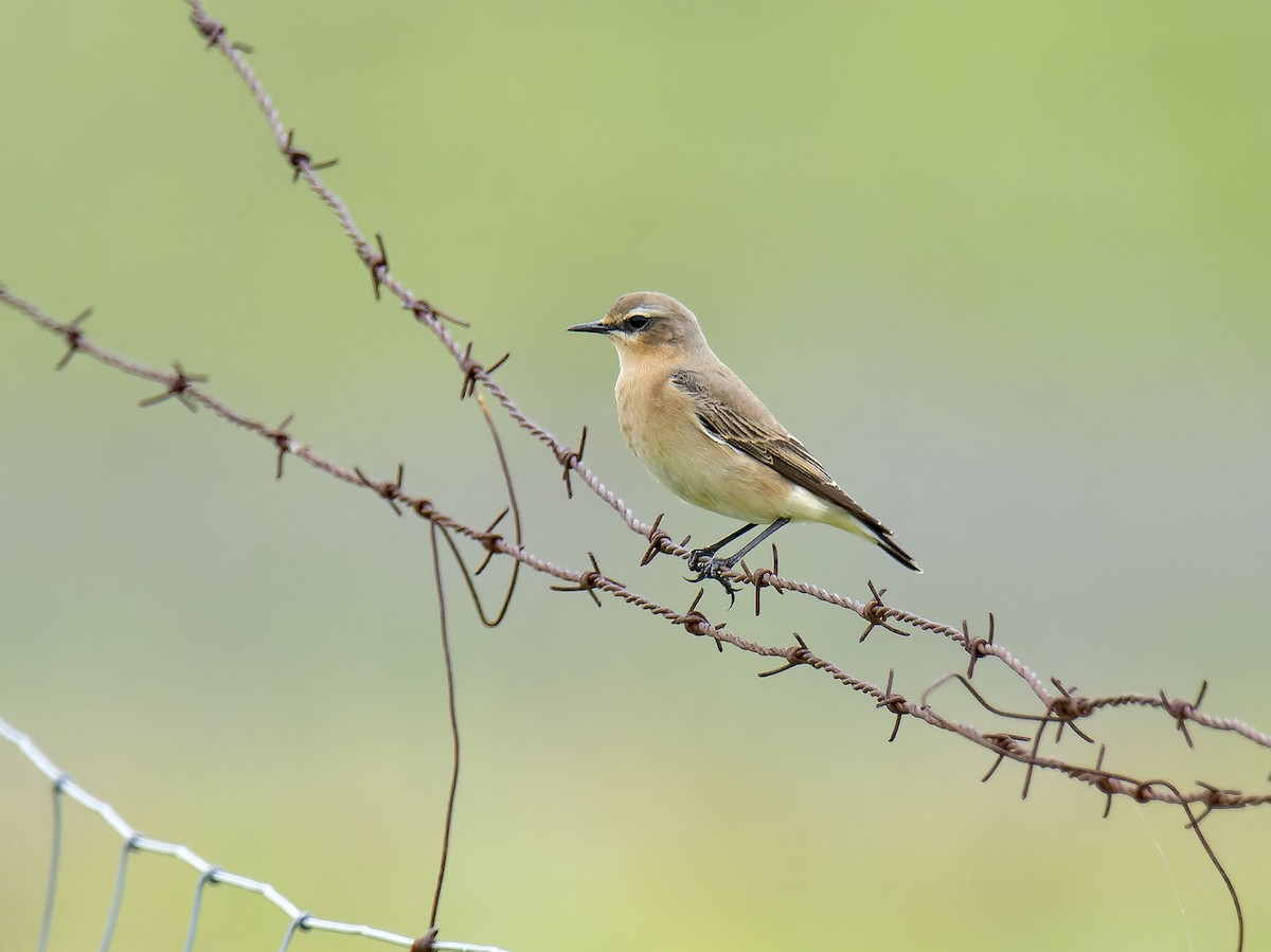 Northern Wheatear - ML633780351