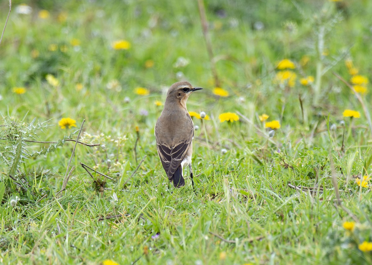 Northern Wheatear - ML633780354