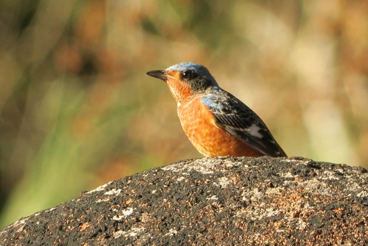 White-throated Rock-Thrush - ML633780355