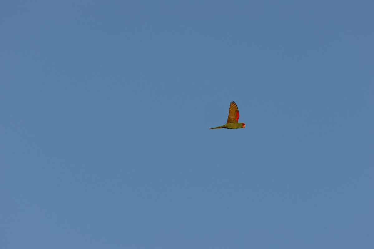 Red-masked Parakeet - ML633780434