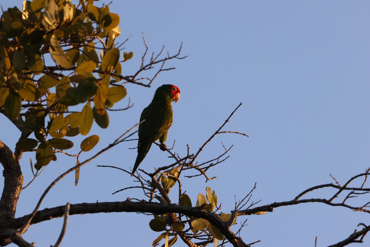 Red-masked Parakeet - ML633780435