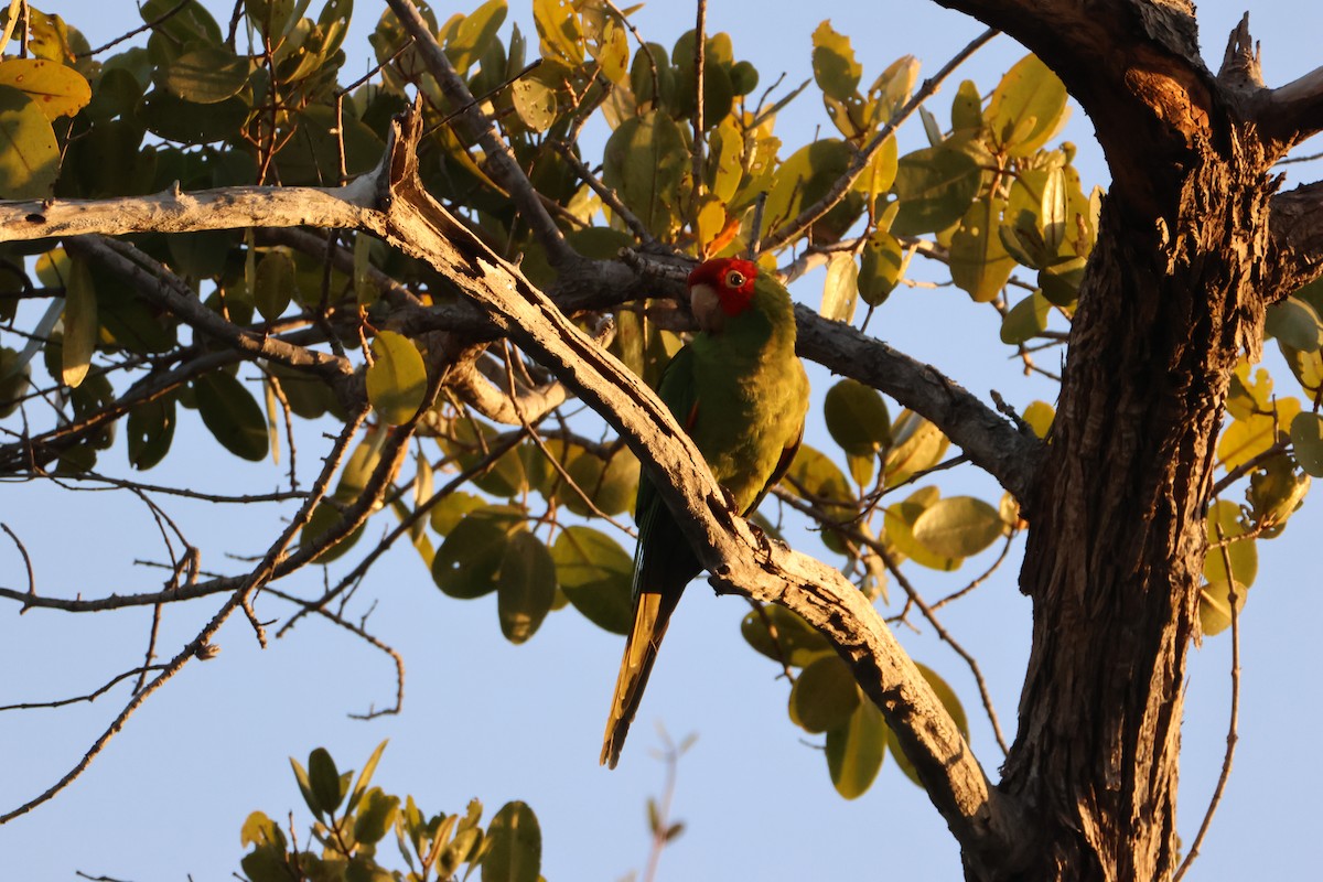 Red-masked Parakeet - ML633780436
