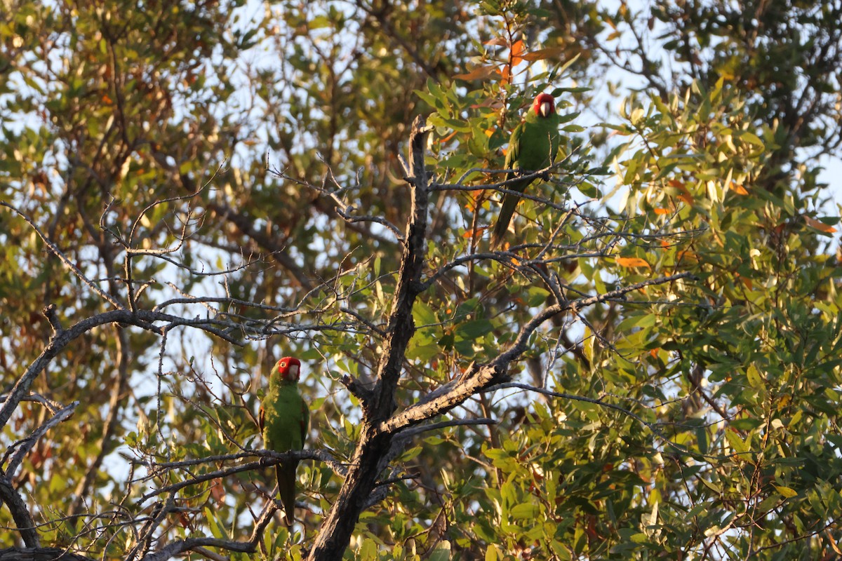 Red-masked Parakeet - ML633780437
