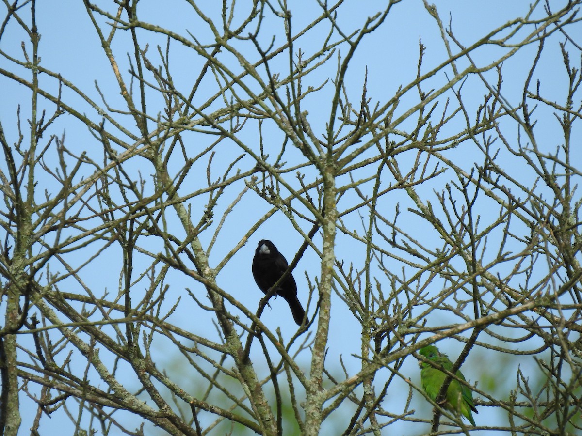 Large-billed Seed-Finch - ML633780515