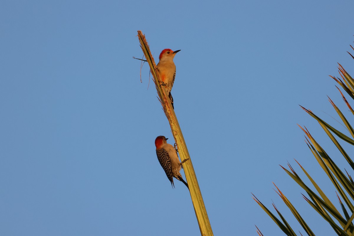 Red-bellied Woodpecker - ML633780597